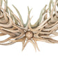 Meyda 36" Wide X 48" High Antlers Mule Deer Oval Mirror- 247866